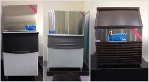 Hải Âu việt nam khai xuân
